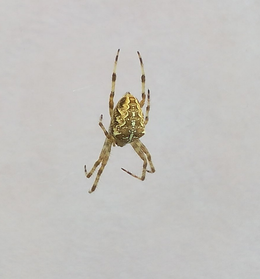 Araneidae: Araneus diadematus  - Dossena (BG)